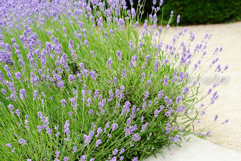 薰衣草(Lavandula angustifolia) -薰衣草